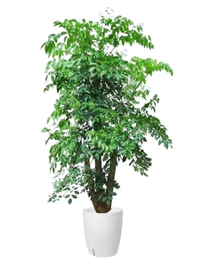 深挖杭州湾花木出租哪家好,这几家绝对不容错过!